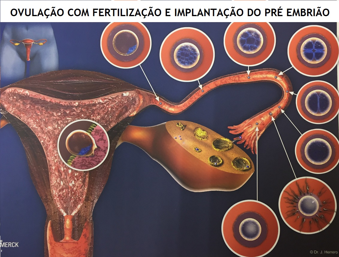 O que a medicina chinesa revelou sobre o ciclo menstrual e a ovulação